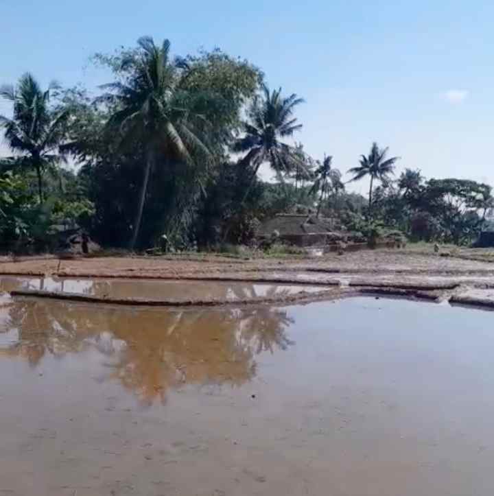 dijual tanah sawah produktif di randibawa kuningan