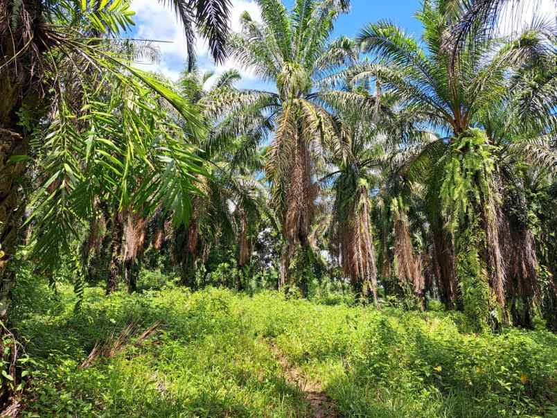 dijual tanah talun kenas deli serdang