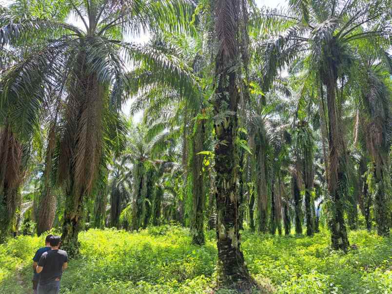 dijual tanah talun kenas deli serdang