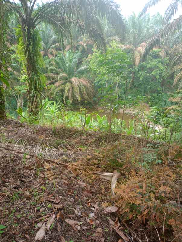 dijual tanah talun kenas deli serdang