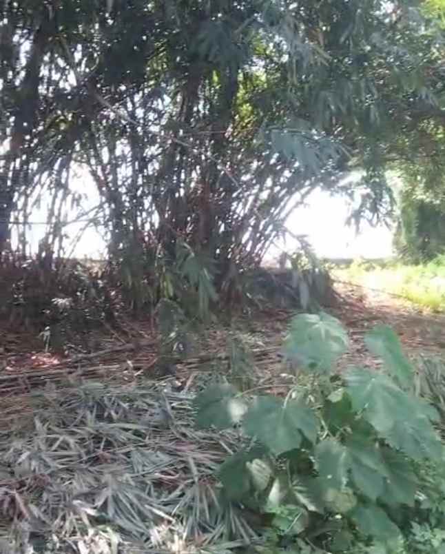 tanah bagus ngaliyan semarang