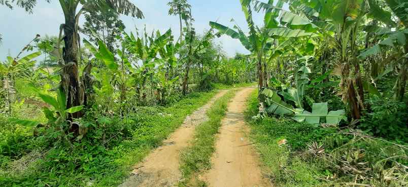 tanah cikandang