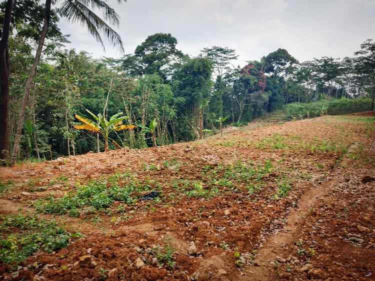 tanah karangpandan karanganyar