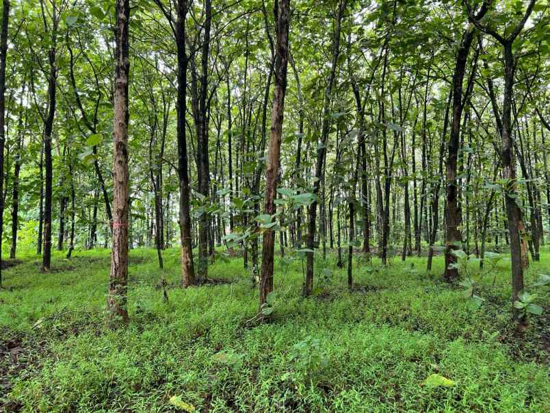 tanah kebun jati 7000m hanya 700 juta karanganyar