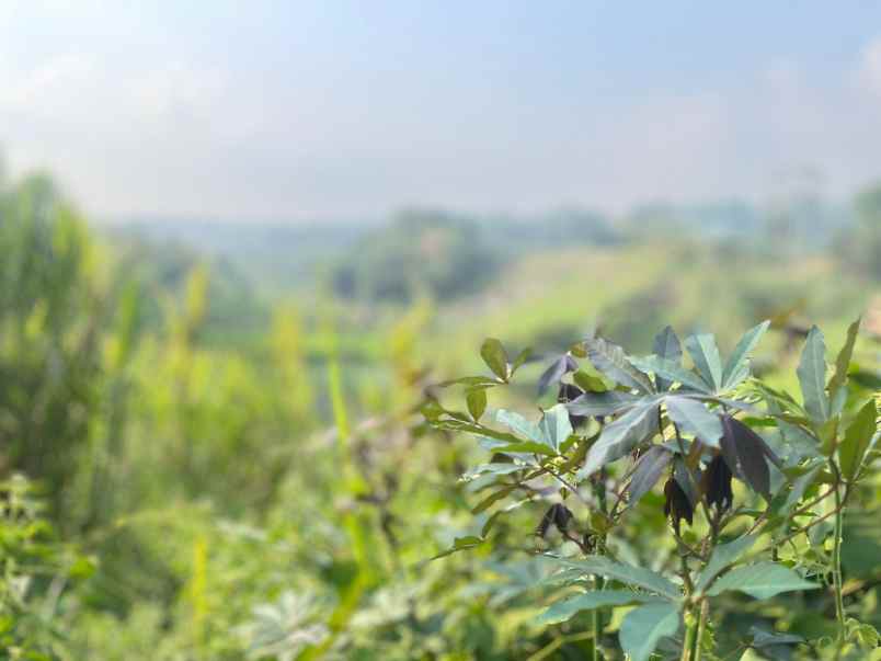 tanah ladang ada sumber air pinggir jalan