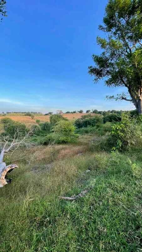 tanah perkebunan sumbawa ntb