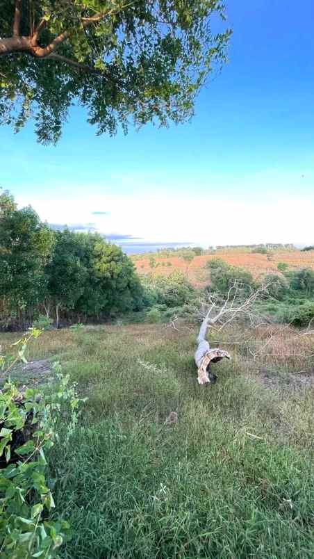 tanah perkebunan sumbawa ntb