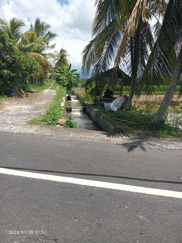 tanah sawah harga murah di penebel tabanan bali