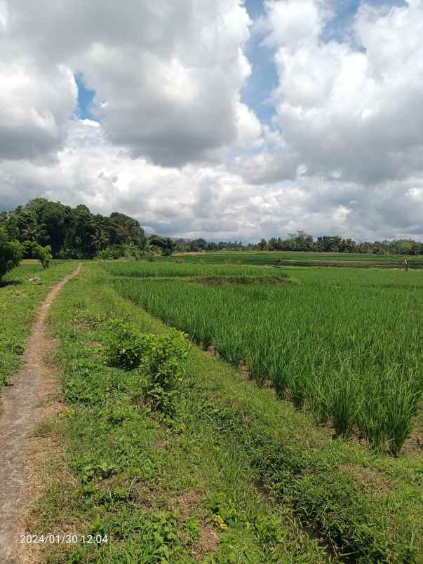 tanah sawah harga murah di penebel tabanan bali