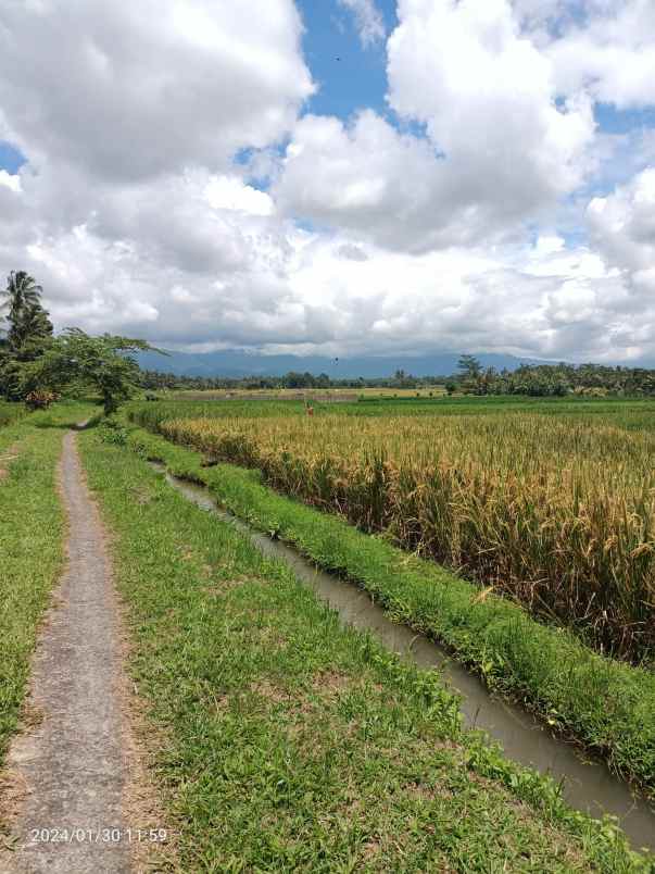 tanah sawah harga murah di penebel tabanan bali