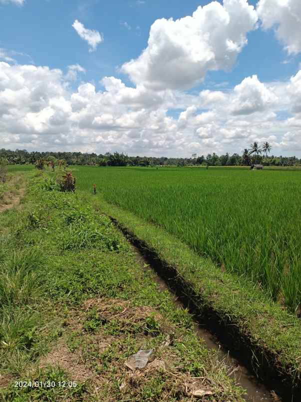 tanah sawah harga murah di penebel tabanan bali