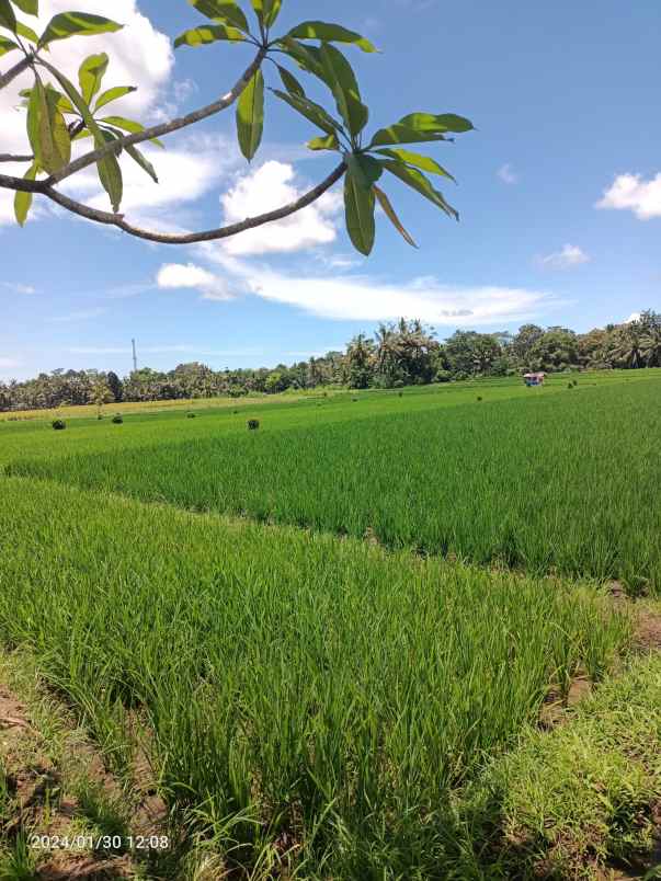 tanah sawah harga murah di penebel tabanan bali