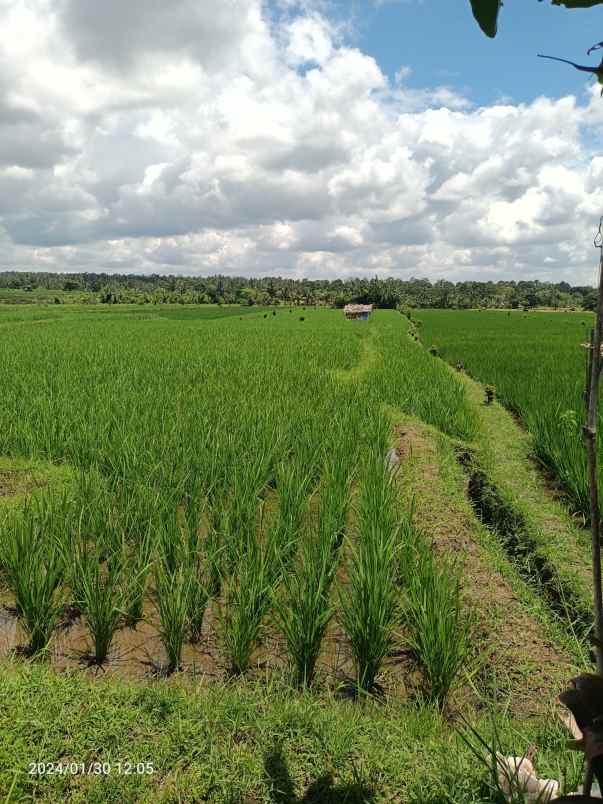 tanah sawah harga murah di penebel tabanan bali