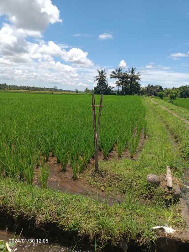 tanah sawah harga murah di penebel tabanan bali