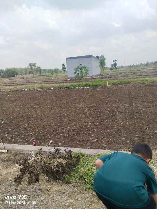 dijual cepat tanah di balongsri desa lampah kedamean