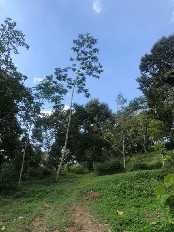 dijual kebun durian matesih karanganyar