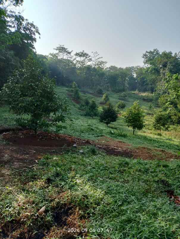 dijual murah tanah kebun durian di jasinga