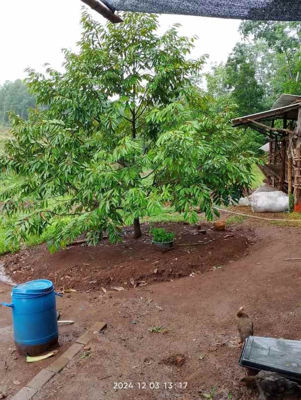 dijual murah tanah kebun durian di jasinga