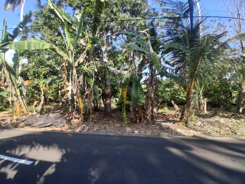 dijual tanah balian beach selemadeg