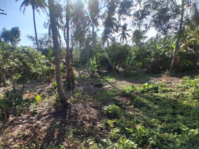 dijual tanah balian beach selemadeg