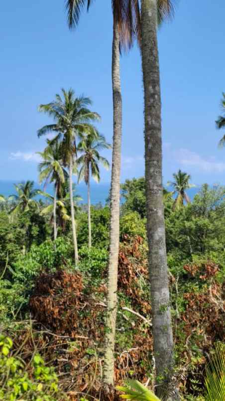 dijual tanah balian beach selemadeg