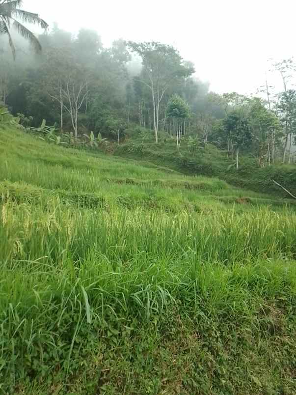 dijual tanah dan sawah produktif pinggir jalan
