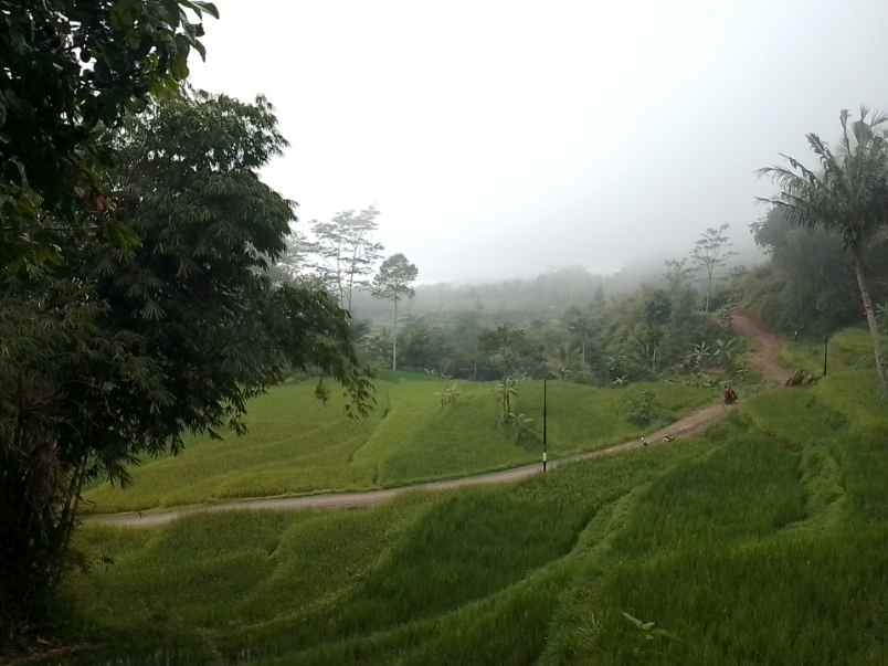 dijual tanah dan sawah produktif pinggir jalan