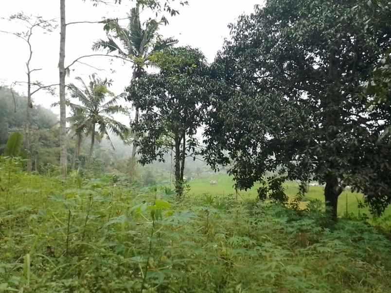 dijual tanah dan sawah produktif pinggir jalan