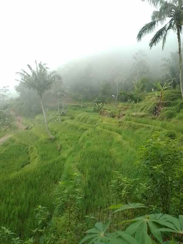 dijual tanah dan sawah produktif pinggir jalan