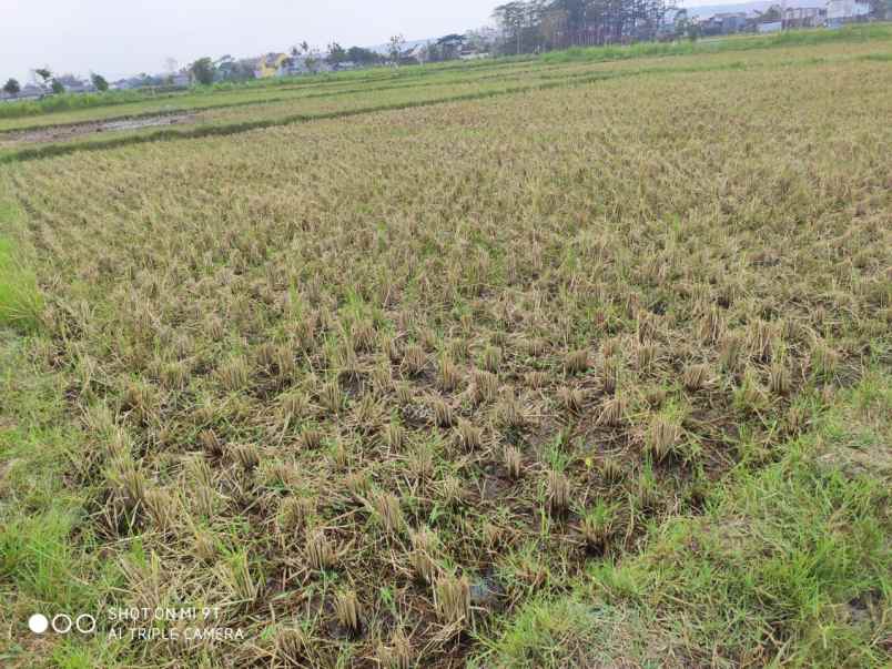 dijual tanah jl wijaya kusuma desa