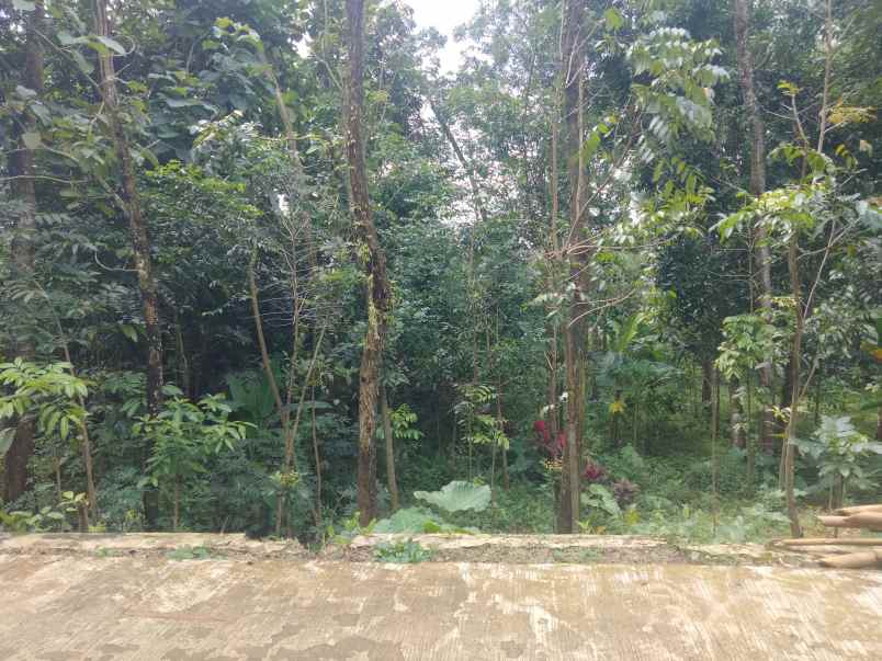 dijual tanah kebun pinggir jl desa