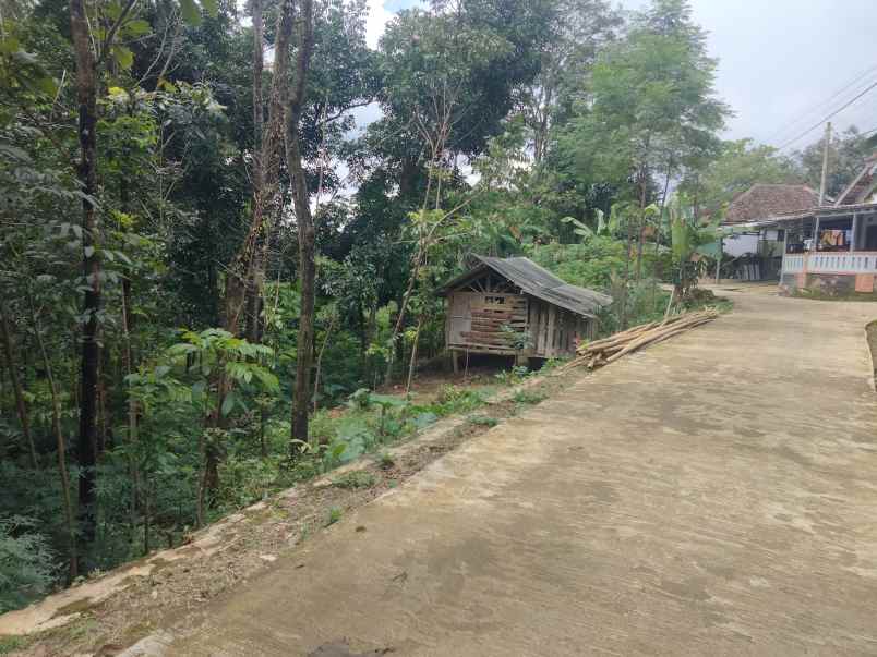 dijual tanah kebun pinggir jl desa