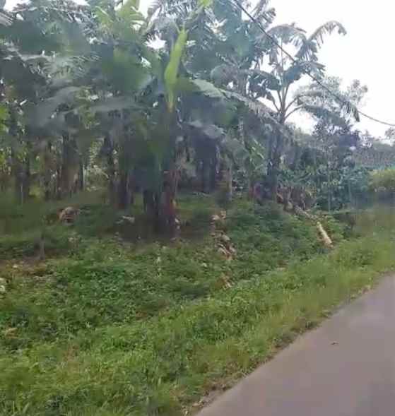 dijual tanah kebun strategis pinggir jalan