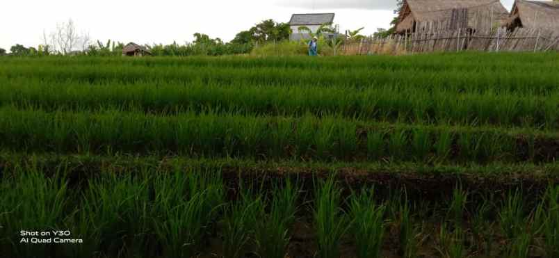 dijual tanah kel kayu tulang kec canggu