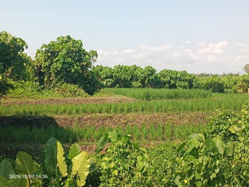 dijual tanah kelating tabanan bali