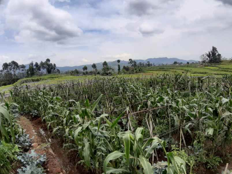 dijual tanah lebak muncang