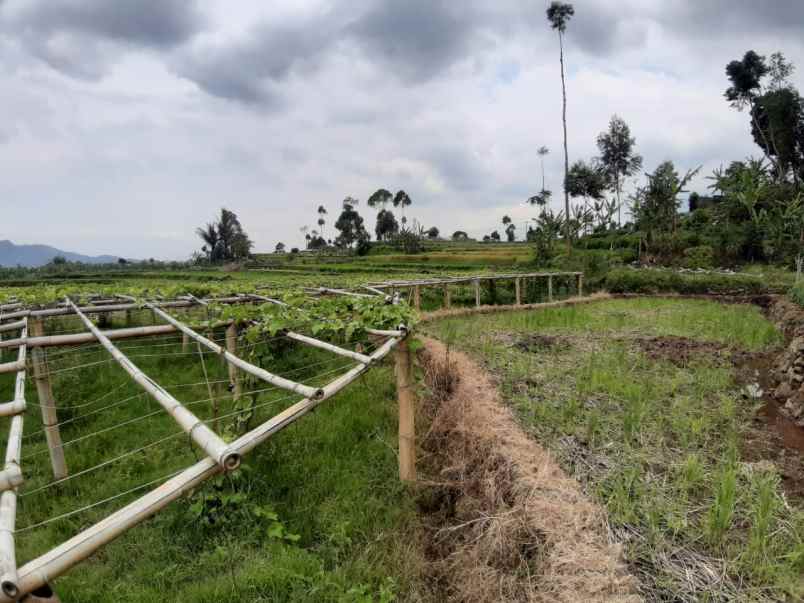 dijual tanah lebak muncang