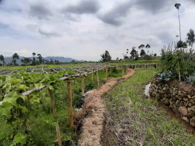 dijual tanah lebak muncang