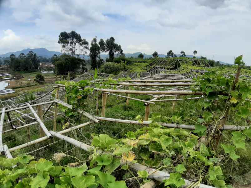 dijual tanah lebak muncang