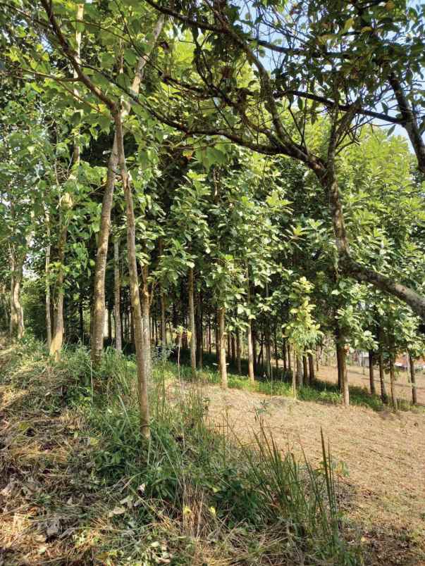 dijual tanah raya nagreg