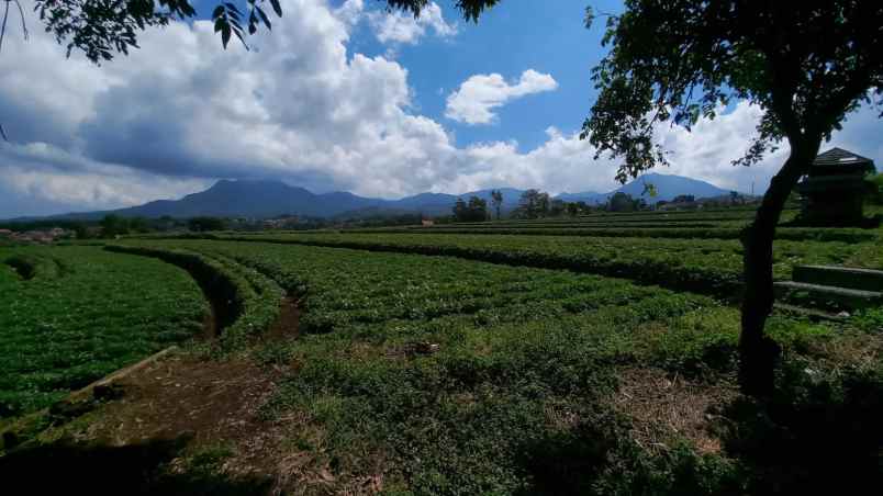 dijual tanah tanjungsari