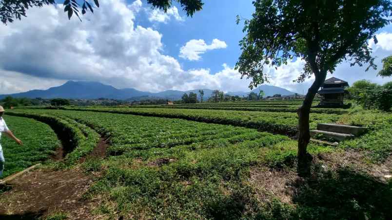 dijual tanah tanjungsari