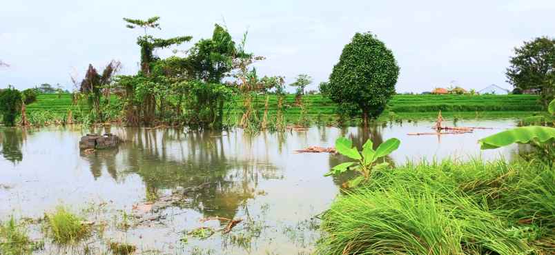 disewakan tanah 800 m2 di kapal mengwi badung bali