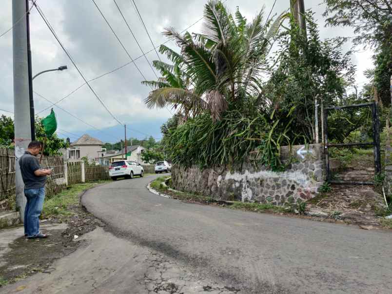 edisi bu kebun buah naga super luas murah di kota batu