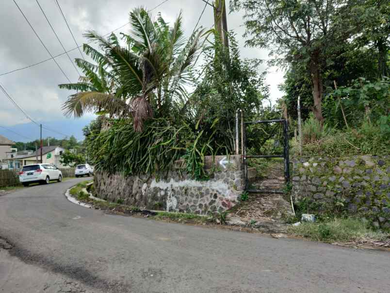 edisi bu kebun buah naga super luas murah di kota batu