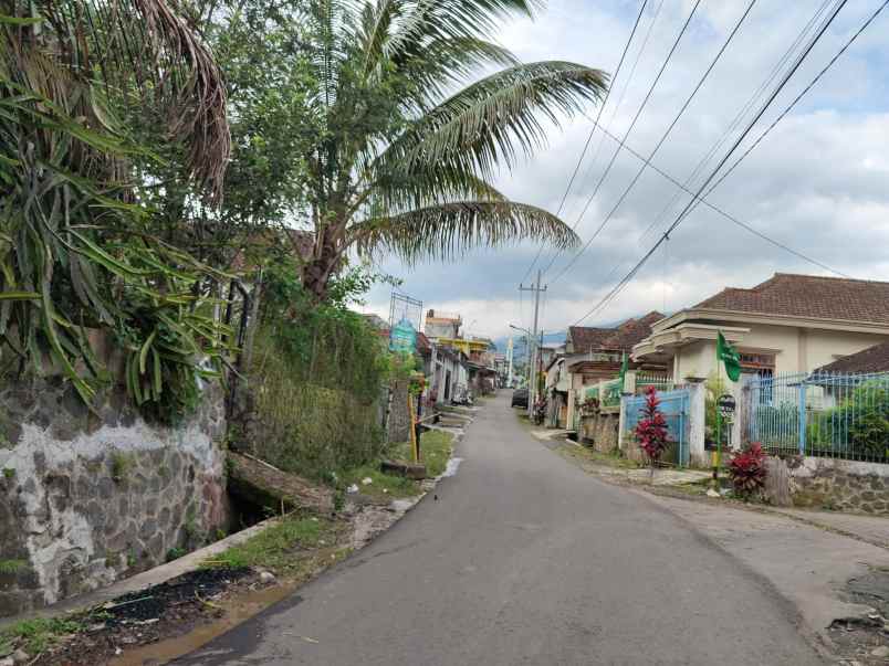 edisi bu kebun buah naga super luas murah di kota batu