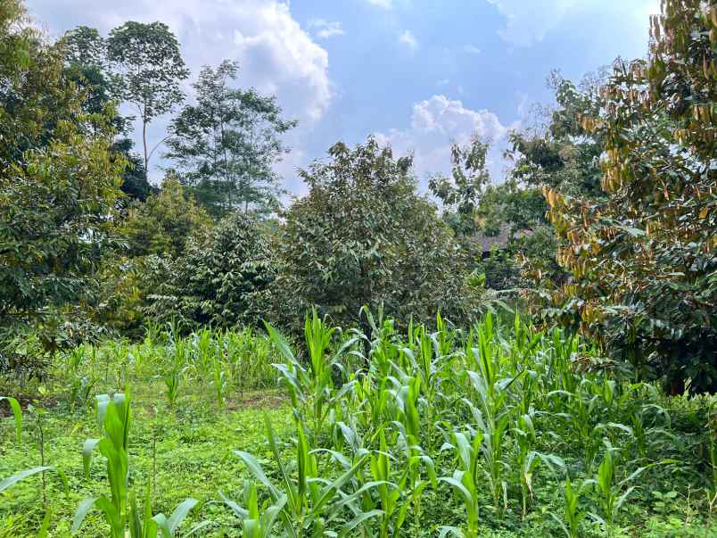 jual kebun durian karangpandan karanganyar