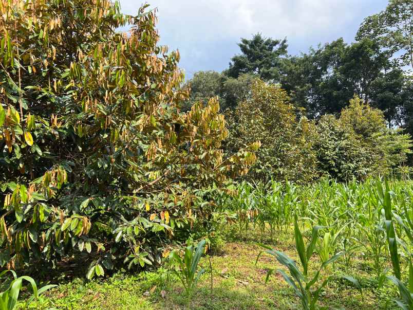 jual kebun durian karangpandan karanganyar