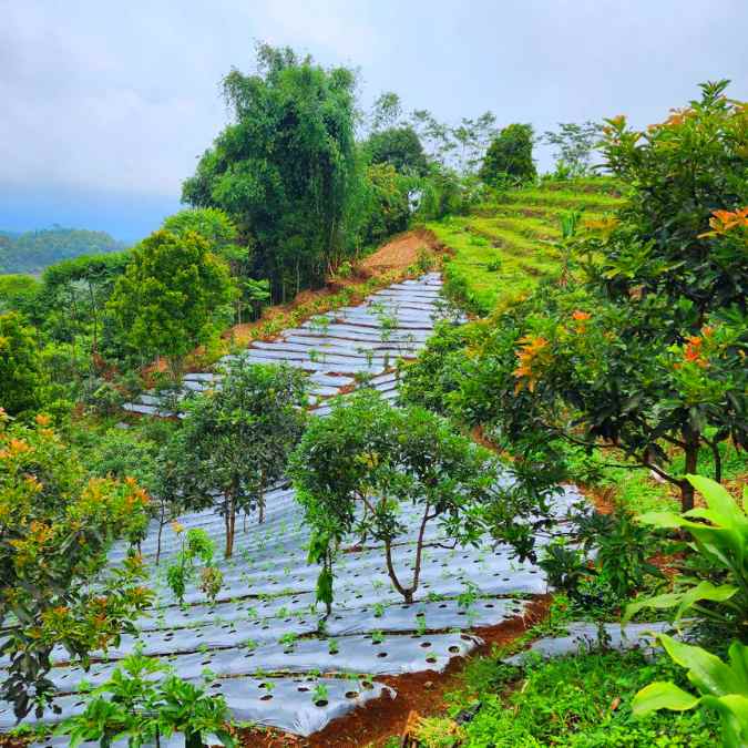 jual kebun produktif alpukat di bandung