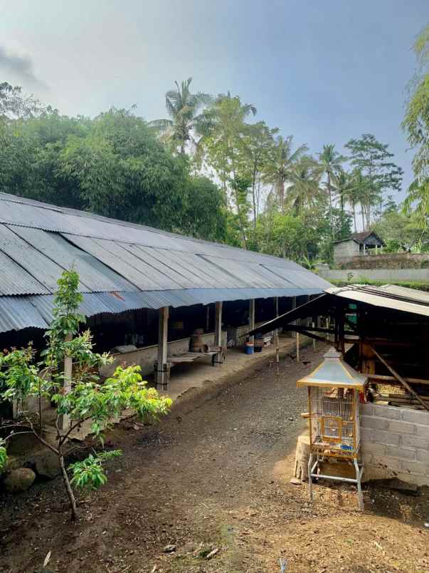 kandang peternakan lokasi ampel boyolali strategis